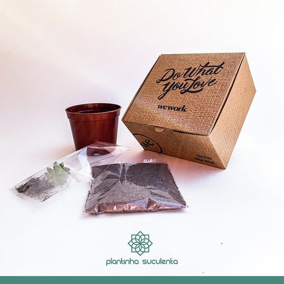 Box Plante - Suculentas para plantar